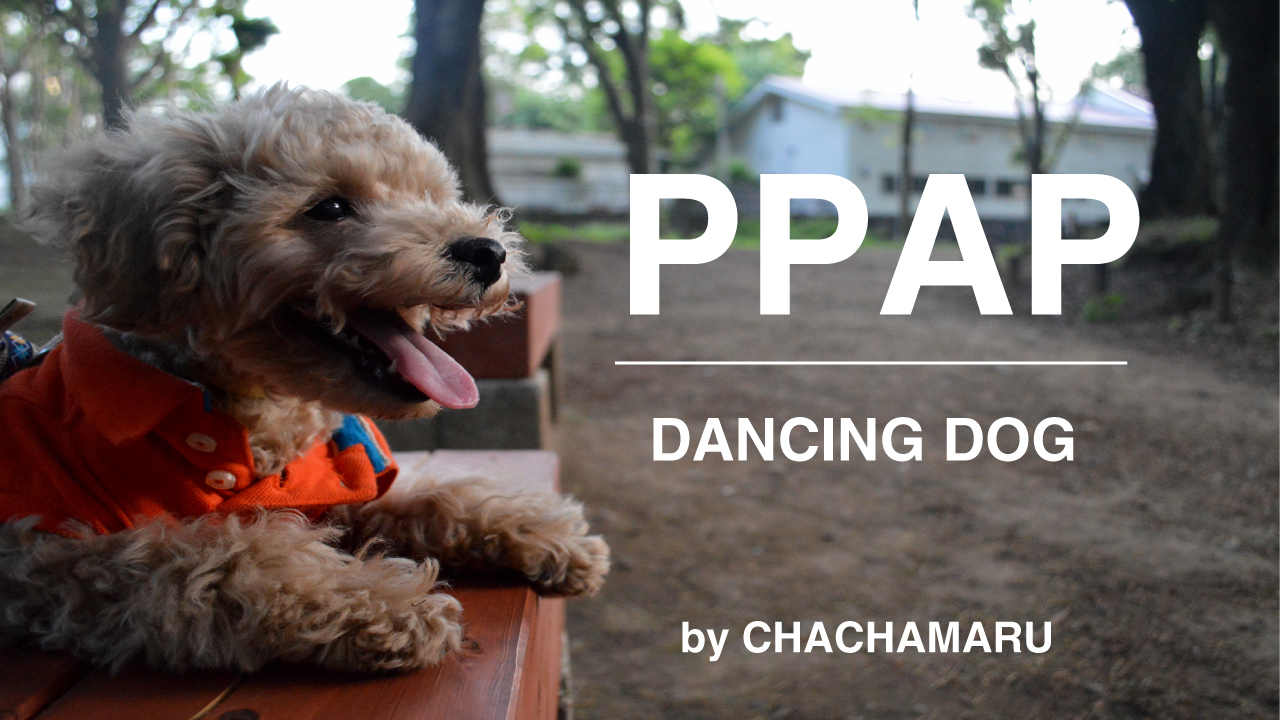 チャチャ丸が本気でppapを踊ってみた ペットの犬が踊るピコ太郎 チャチャ丸